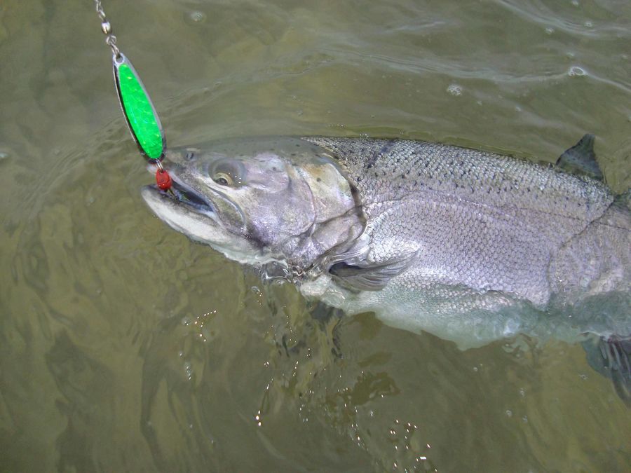 Chinook salmon caught on Luhr Jensen crocodile sta...