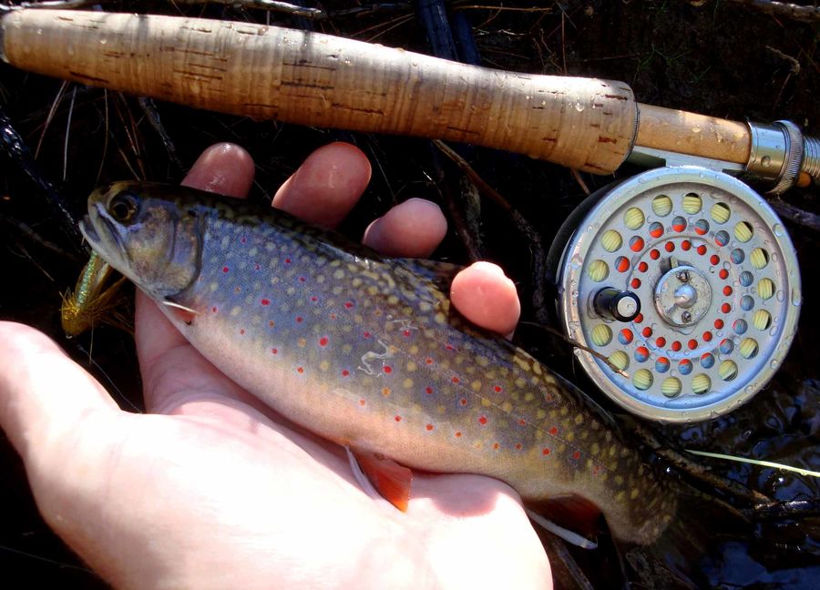 A plump brook trout with coloration that coinciden...