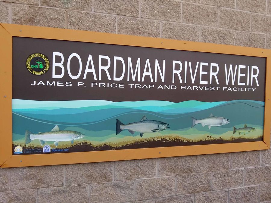 The Boardman River salmon harvesting weir - Traver...