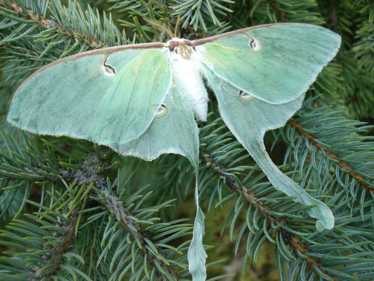Since the luna moth has been mentioned in the text...