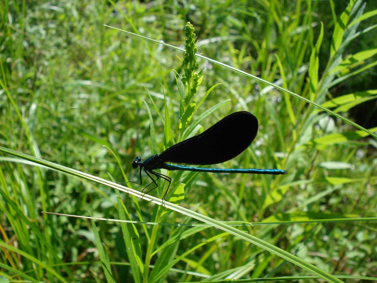 You might even be imitating a damsel fly with your...