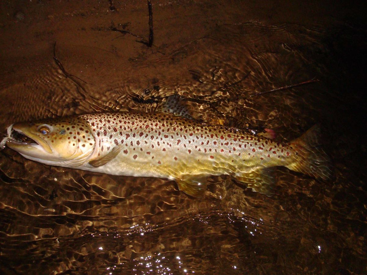 21" brown trout on a large Michigan mayfly imitati...