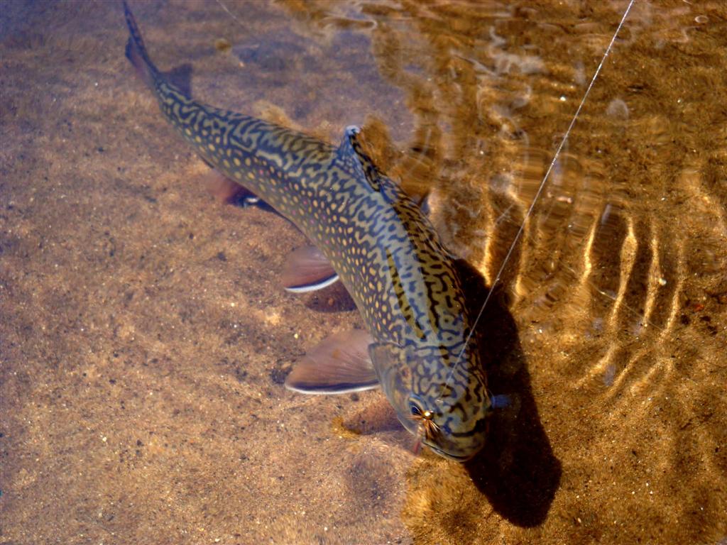 Brook trout taken on a bead head nymph that was us...