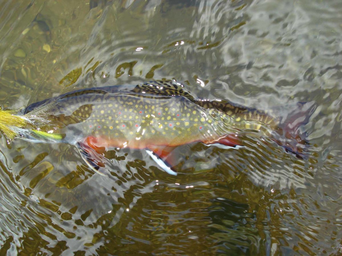 Brook trout falls prey to a yellow Zoo Cougar stre...
