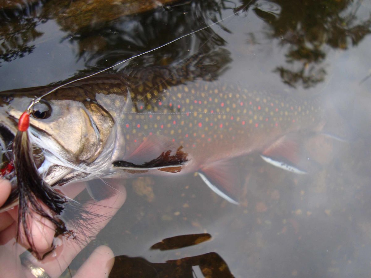 Another brook trout having struck a Candy Cane Dac...
