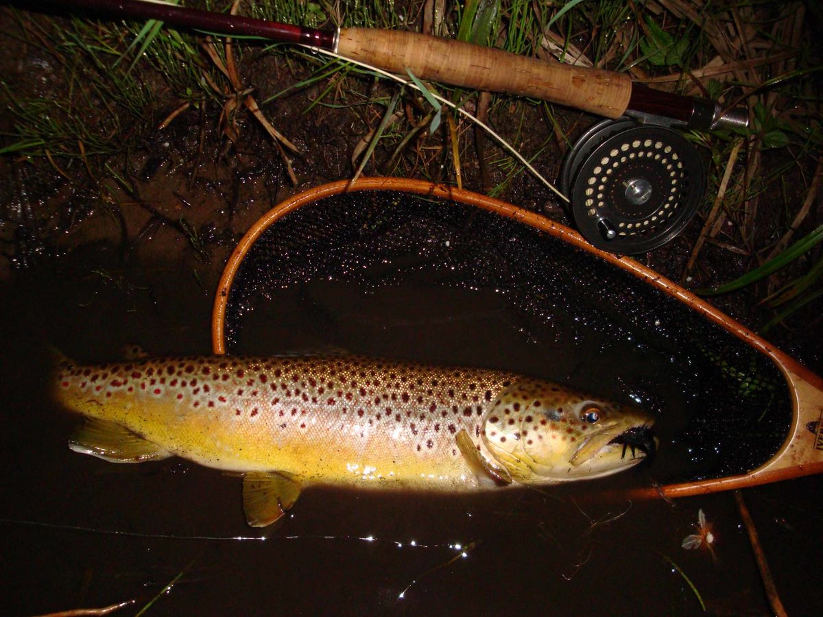 A late night brown trout caught while "mousing" wi...