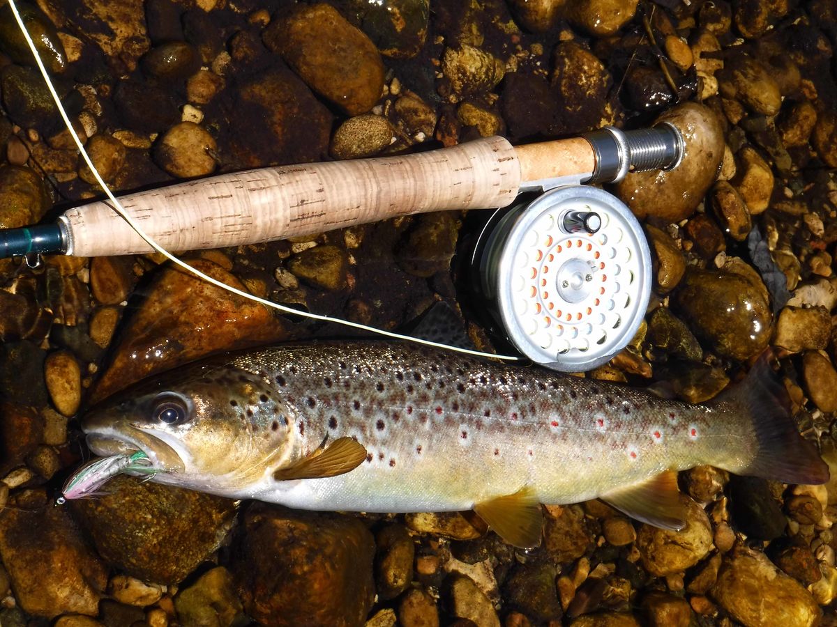 Brown trout that went after this small "steelhead ...