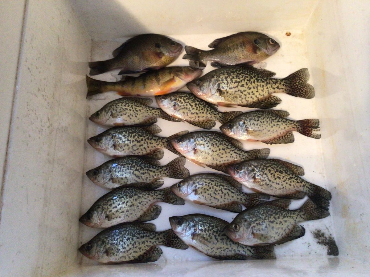 My share of the fish.  Buddy only wanted crappie. ...