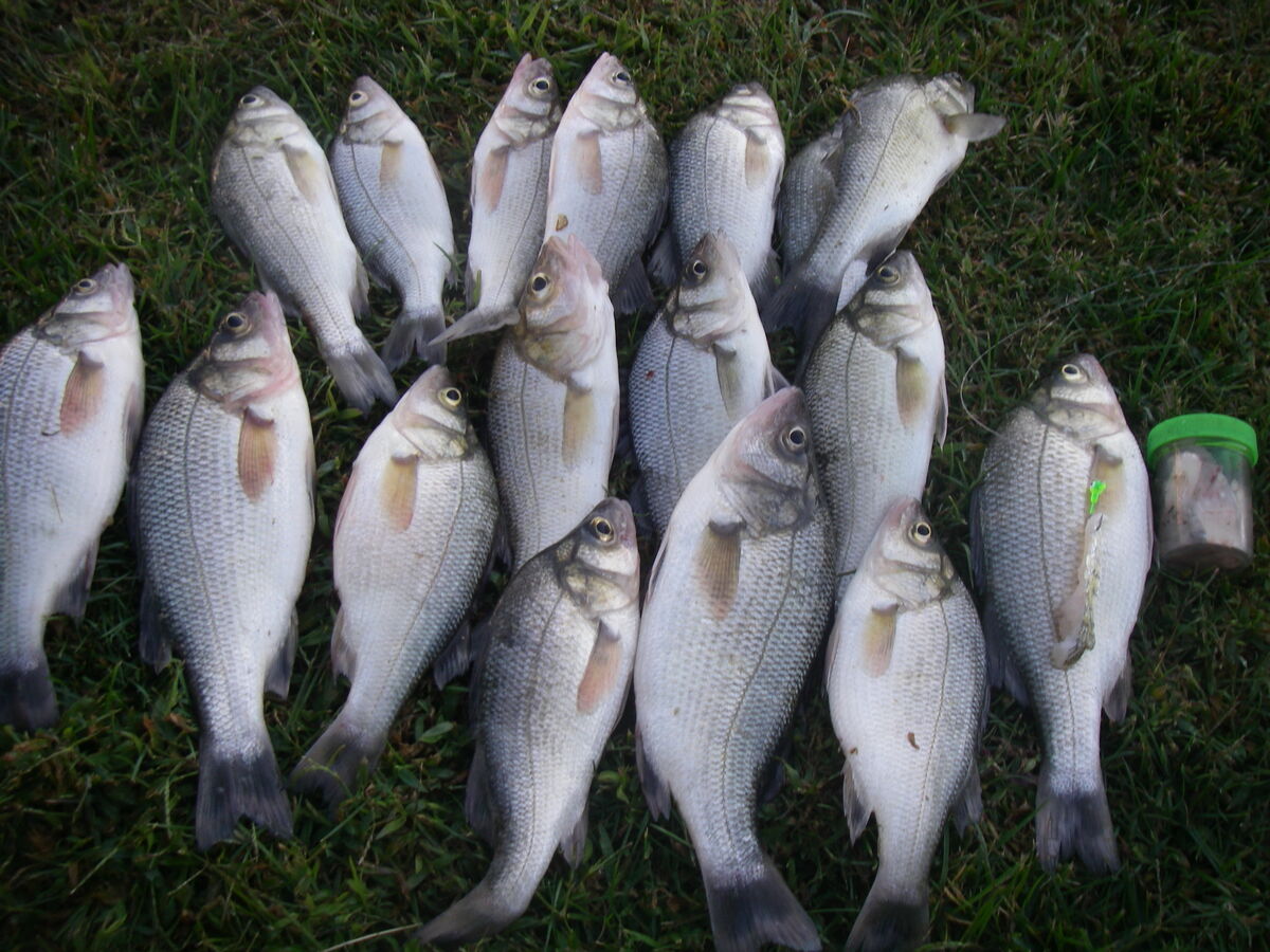 10/10/22 Very good shallow water perch fishing: 10/10/22 The white ...
