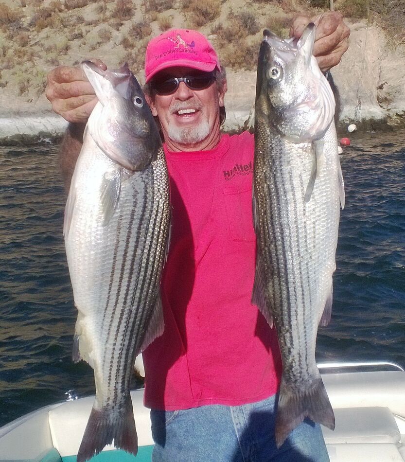 Striper bite at Havasu Springs/ Bill Williams river area I need a