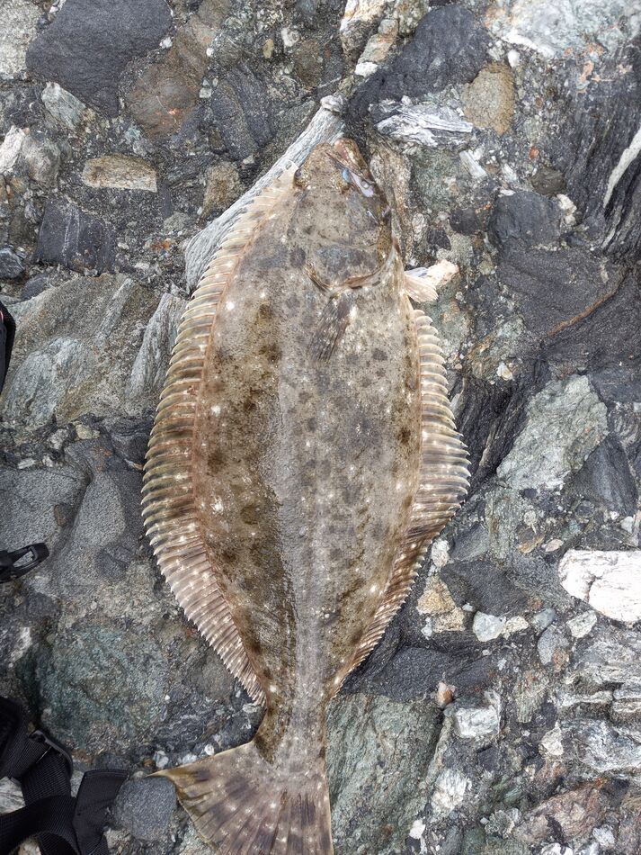 San Elijo Halibut Got a few short Halibut today on a Lucky Craft and