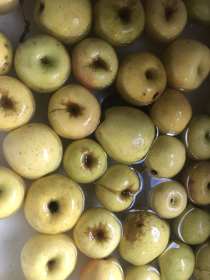 Apple sauce I got 18 quarts of apple sauce done yesterday and got