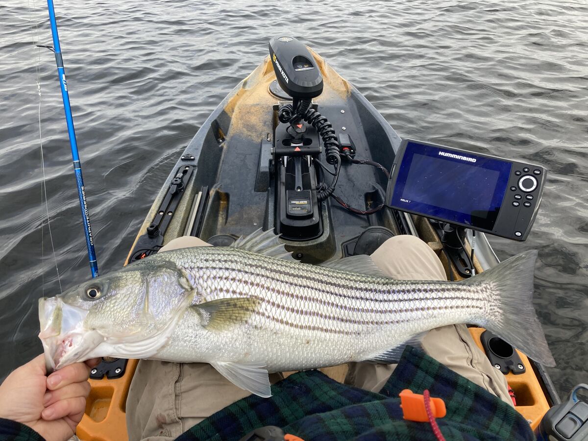 Great morning chasing stripers Fantastic striper fishing in lower CT