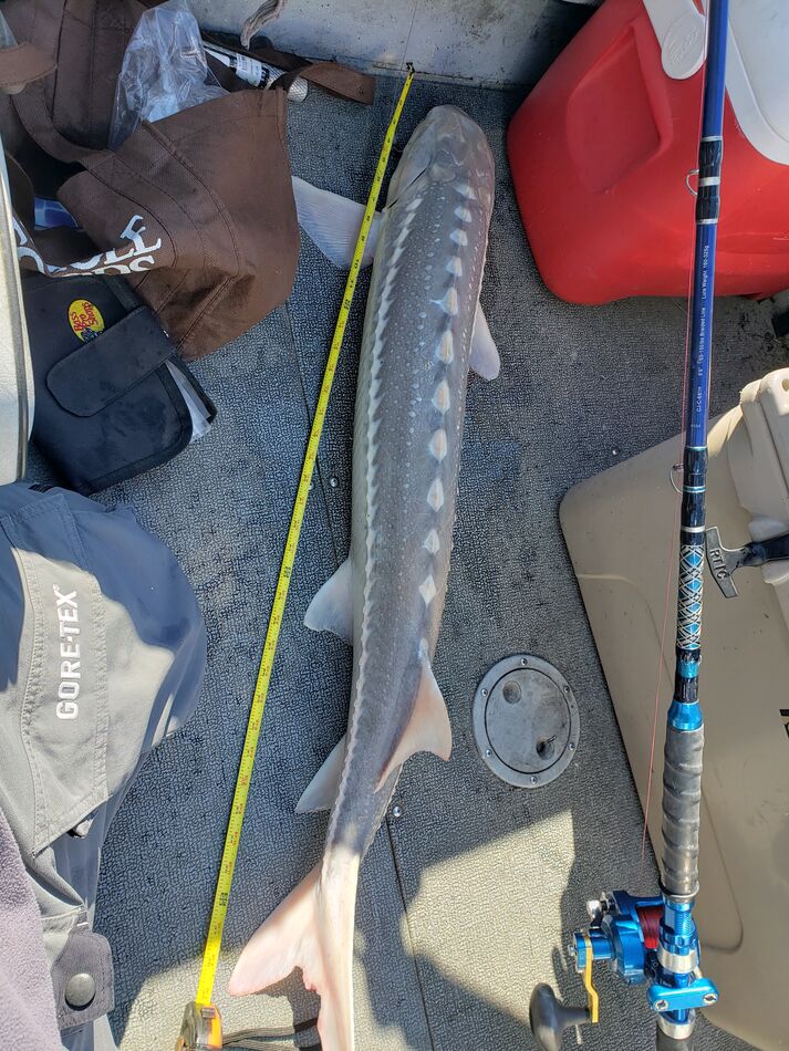 Best sturgeon bait? Just spent 2 days sturgeon fishing in Honked Bay  between Pittsburgh and Antioch. Fish on the sonar and jumping all over the  place. Problem is, I only caught one
