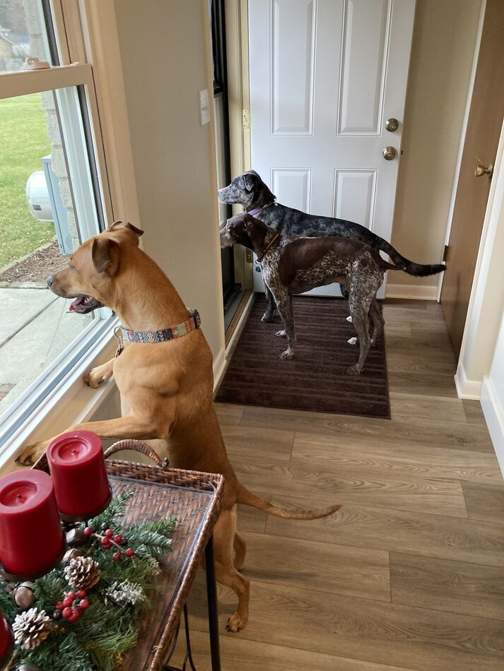 Riley (on hind legs), Sam and Remi at their post w...