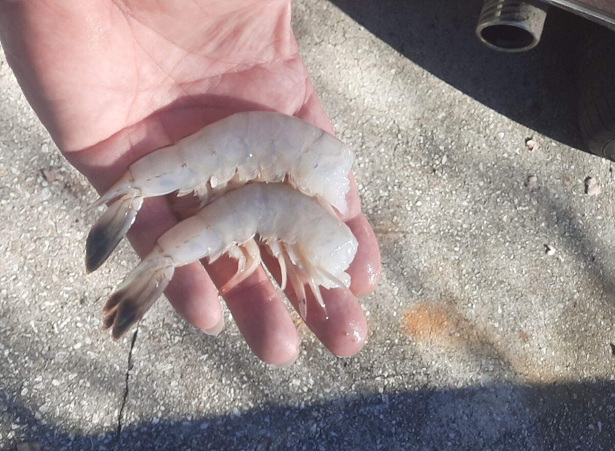 16 to 18 count (number of shrimp per lb.)...