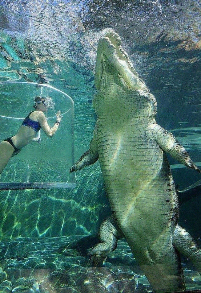 Saltwater crocodile...