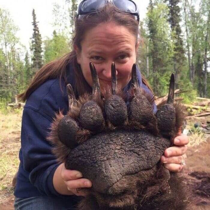 Bear paw...