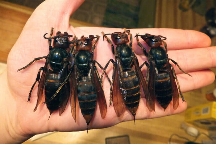 African hornets...