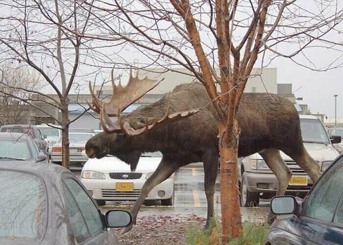 Moose….bigger than you think...