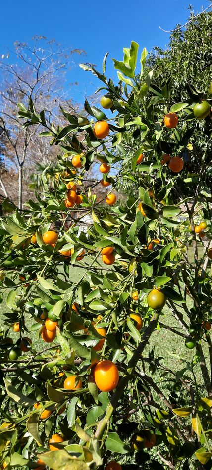 Kumquat tree. Not quit ripe yet....