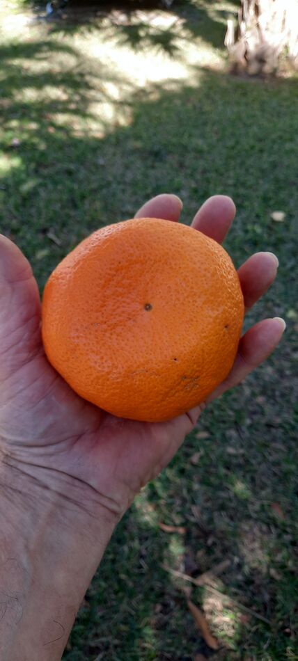 Almost as big as a softball. Peel is 1/8 in. Thick...