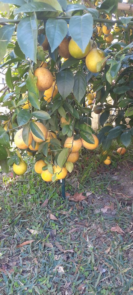 Lemon Tree...