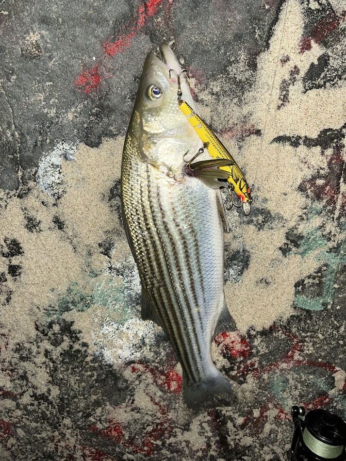 School Bus Bomber Caught, tagged and released a striped bass with a