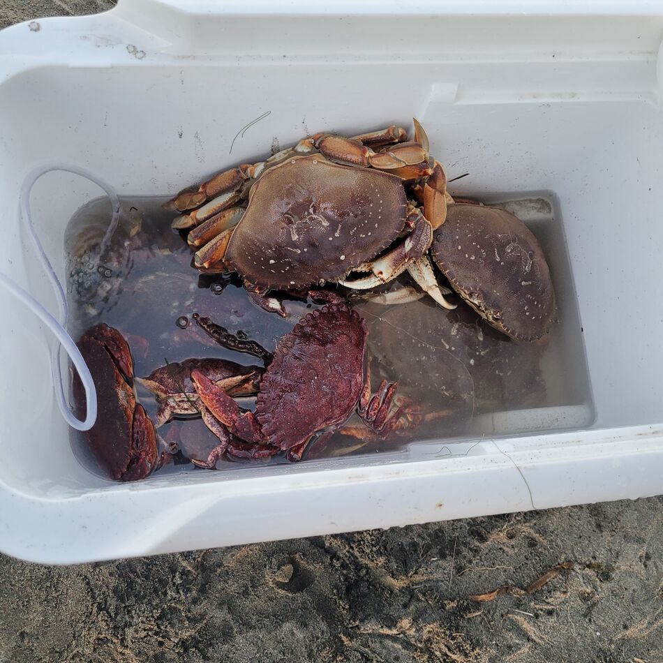 Lawson's Landing crab report Bud Jerry and I went out crab snaring