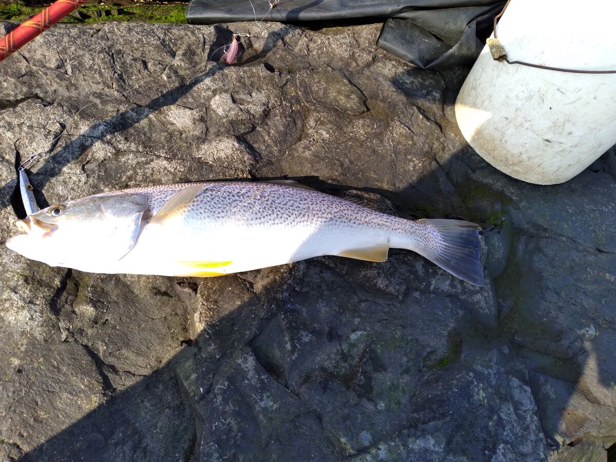 New to Florida fishing Caught a few of these this afternoon in the