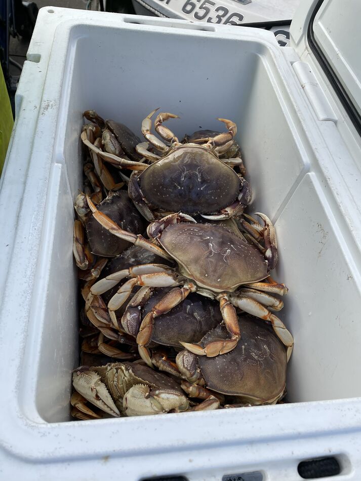 Cooler with 20, 6” and over crab....