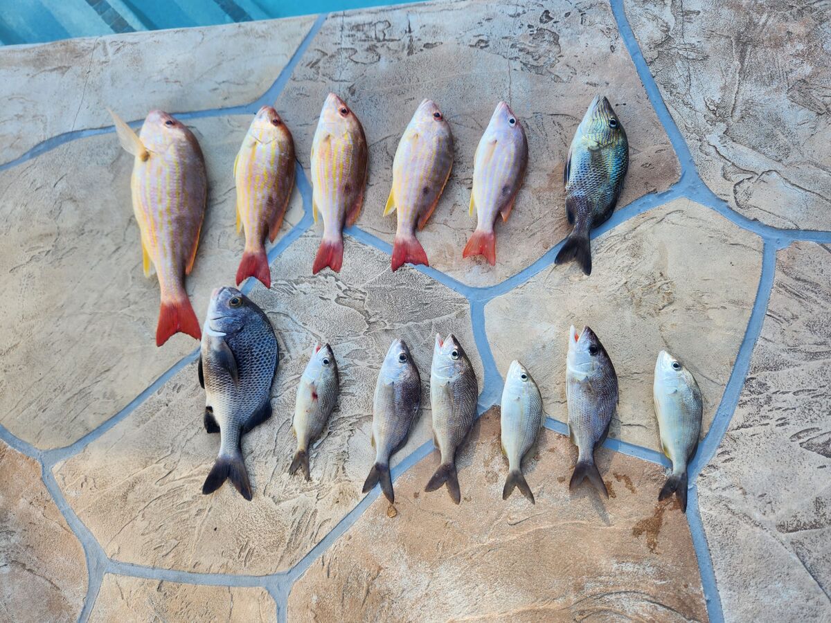 some game fish. some bait fish for the future. ove...