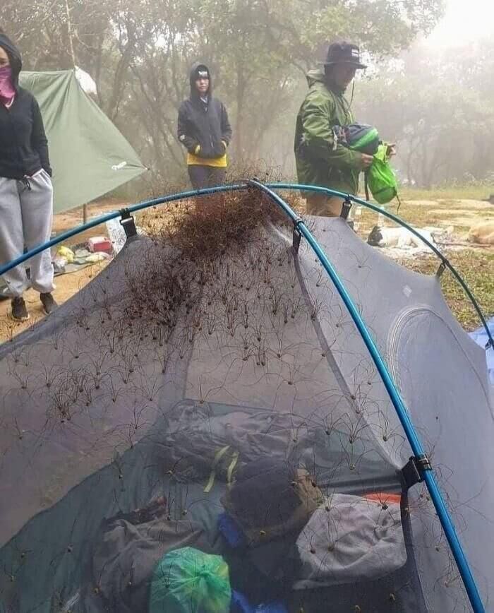 Tent spiders...