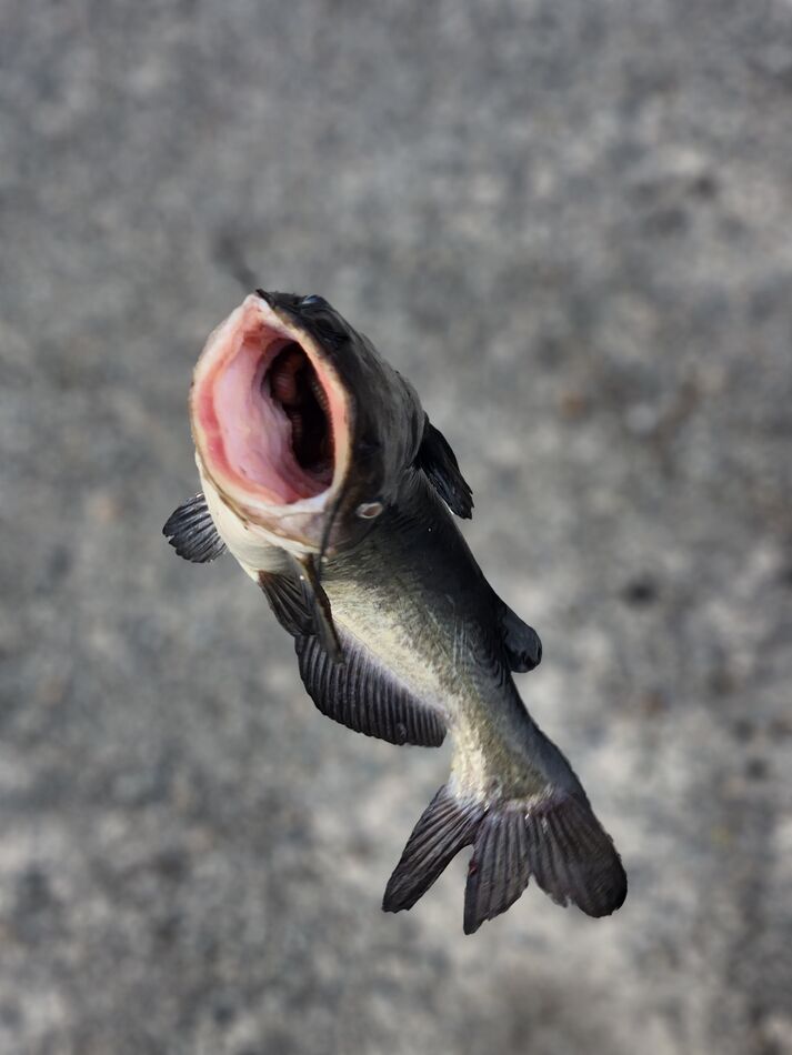 St John's River Went for a walk alongside the river downtown