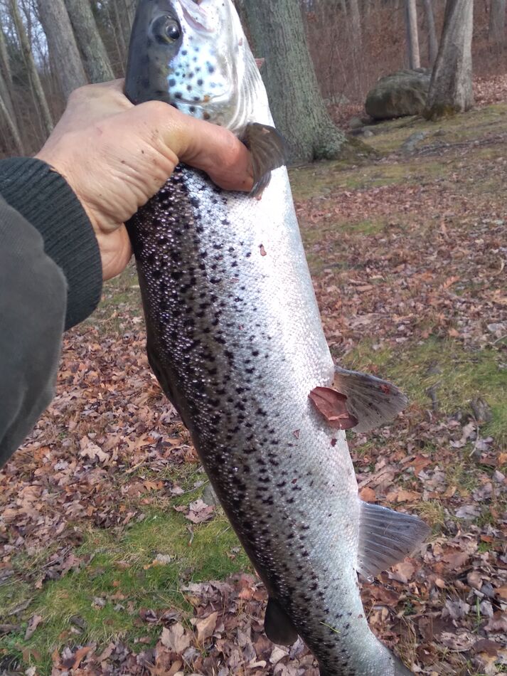 Bantam or Mount Tom? Made up my mind enroute towards Litchfield that it