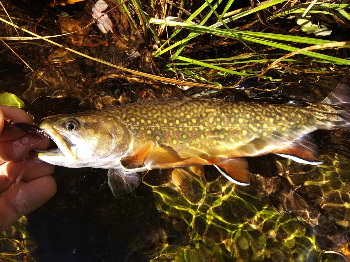 Eastern Brook Trout - caught on an ultra-lite Mepp...