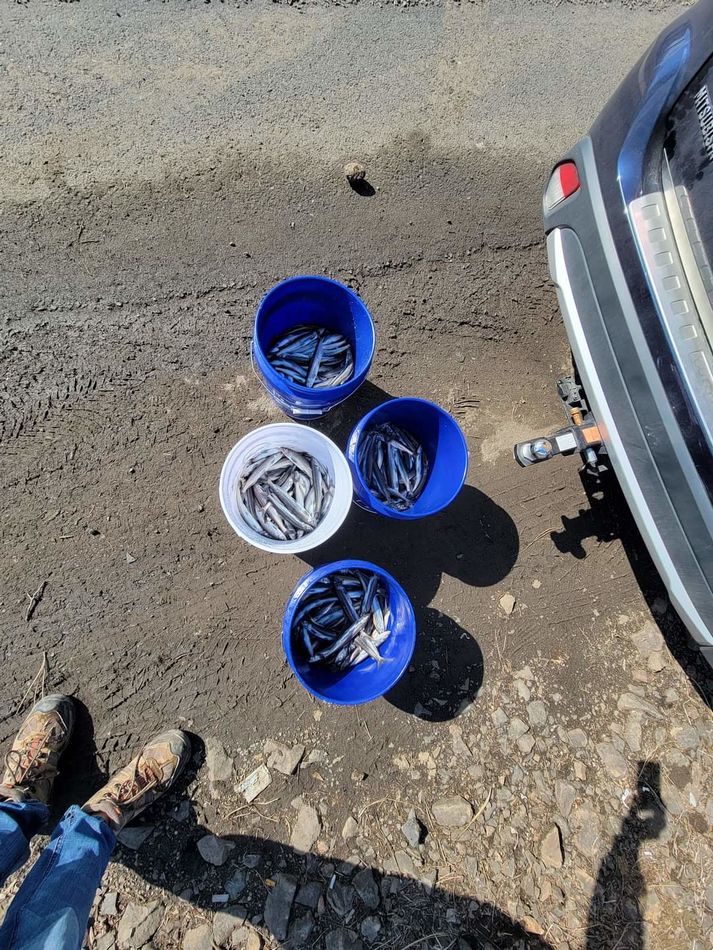 smelt and saltwater fishing puget sound hello, my name is patty. my