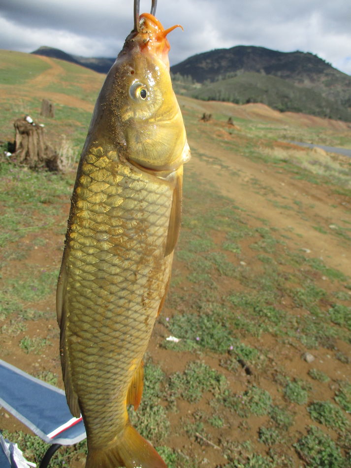 MCCLURE CARP Put down the trout pole and pick up the carp pole and