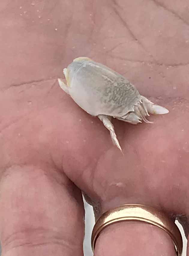 A small sand flea. They sure can dig and disappear...