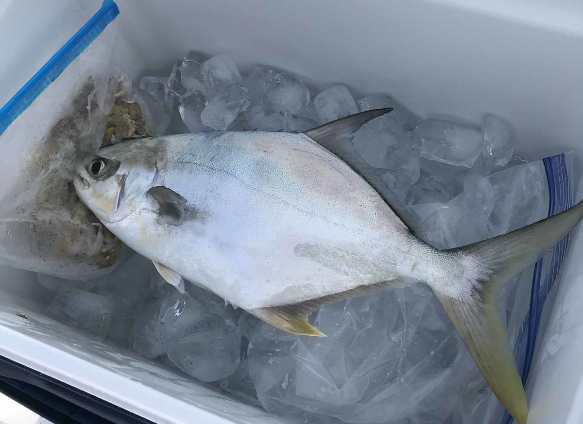 A freshly caught pompano taken from the surf by a ...