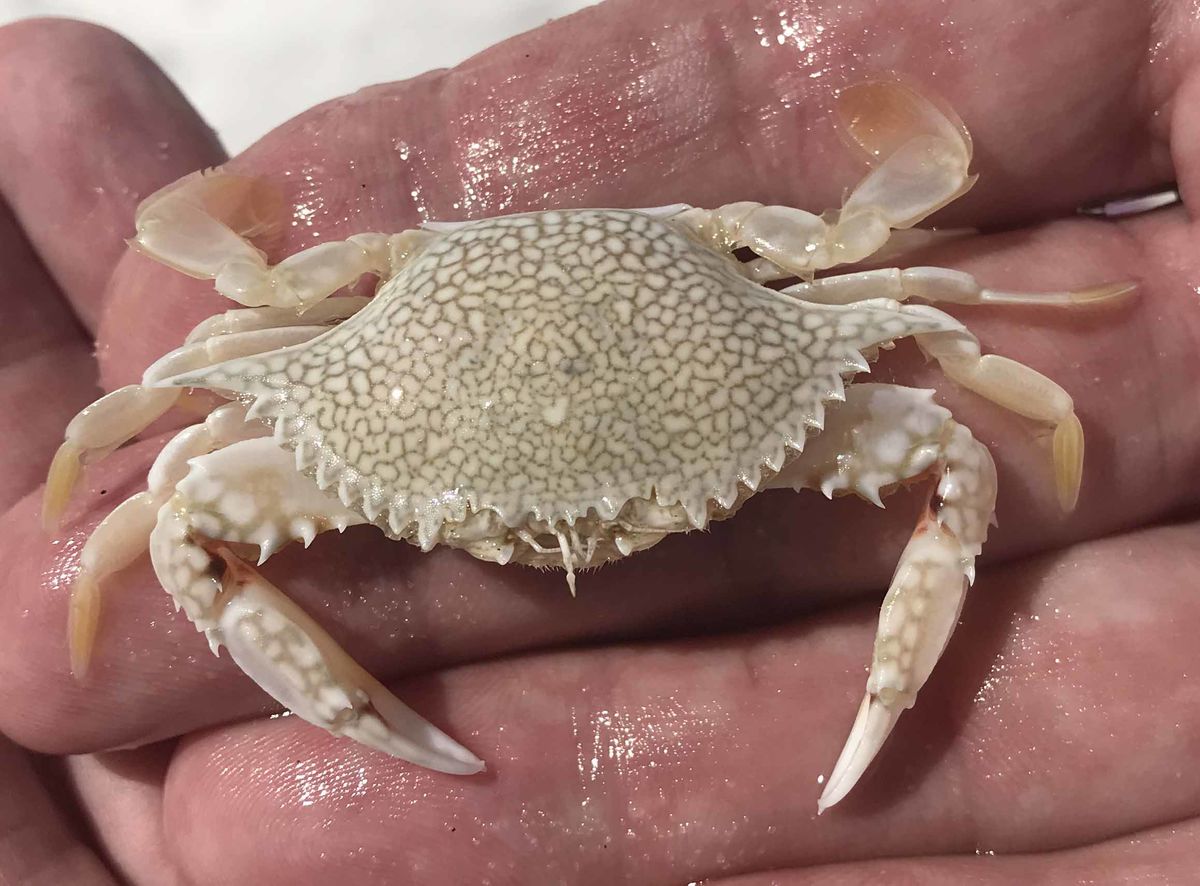 These cute little crabs came in several varieties,...