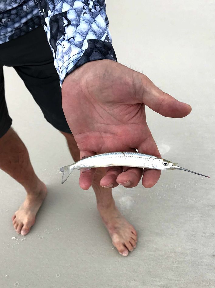 Caught this needlefish stranded in a long linear t...
