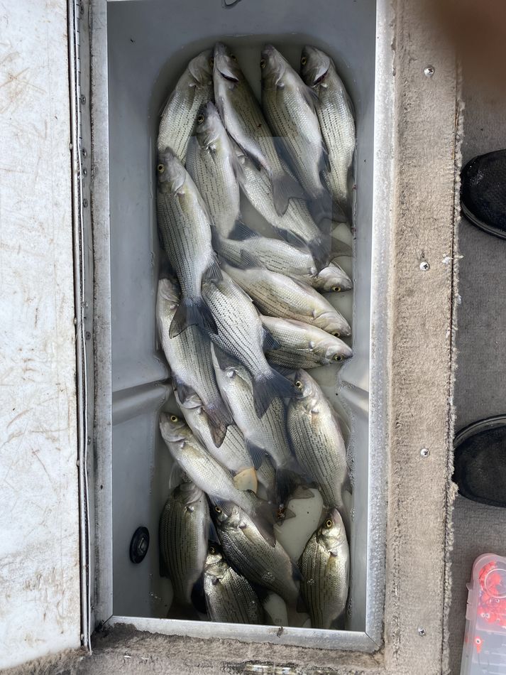 White bass report day 1: Hit the Wolf river in New London late ...