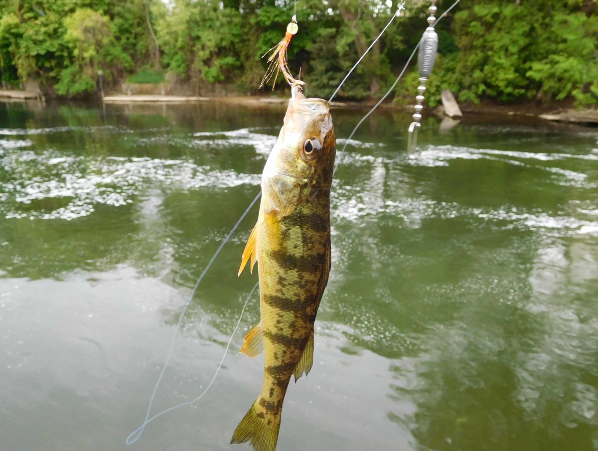 An incidental yellow perch...caught within the mae...