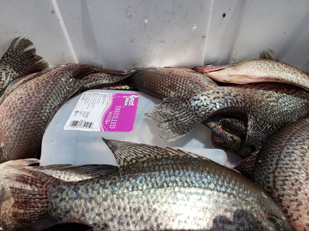 Another nice day on the lake Crappie were biting around the utility
