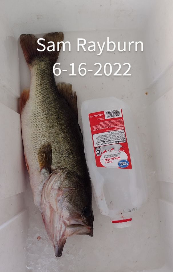 Rayburn baby: My buddy caught these nice fish I got to watch what a day...