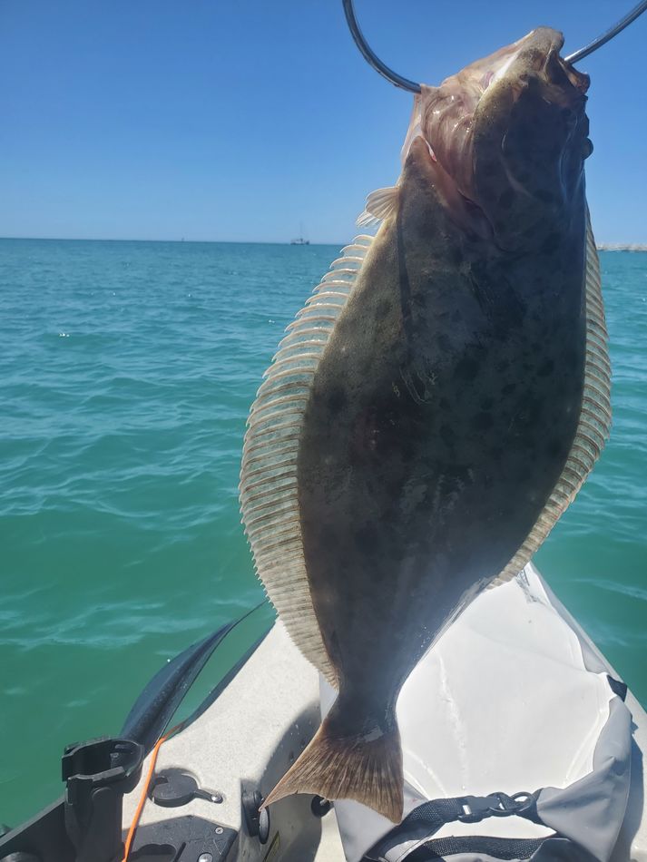 Dana Point Halibut Beautiful day at Dana Point in SoCal today. Was out