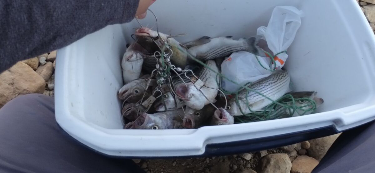 Lake Castaic (CA) bank fishing report Mostly striper and one catfish