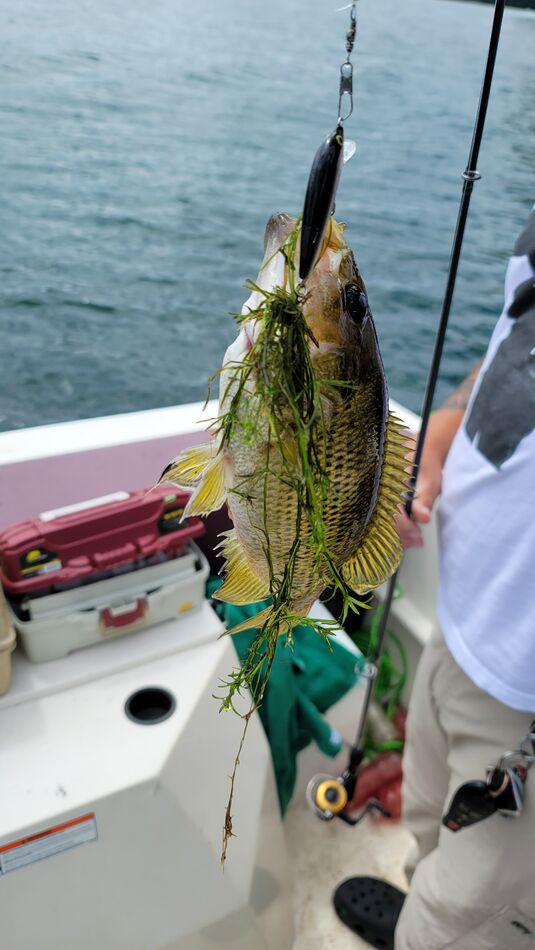 The small rock bass...