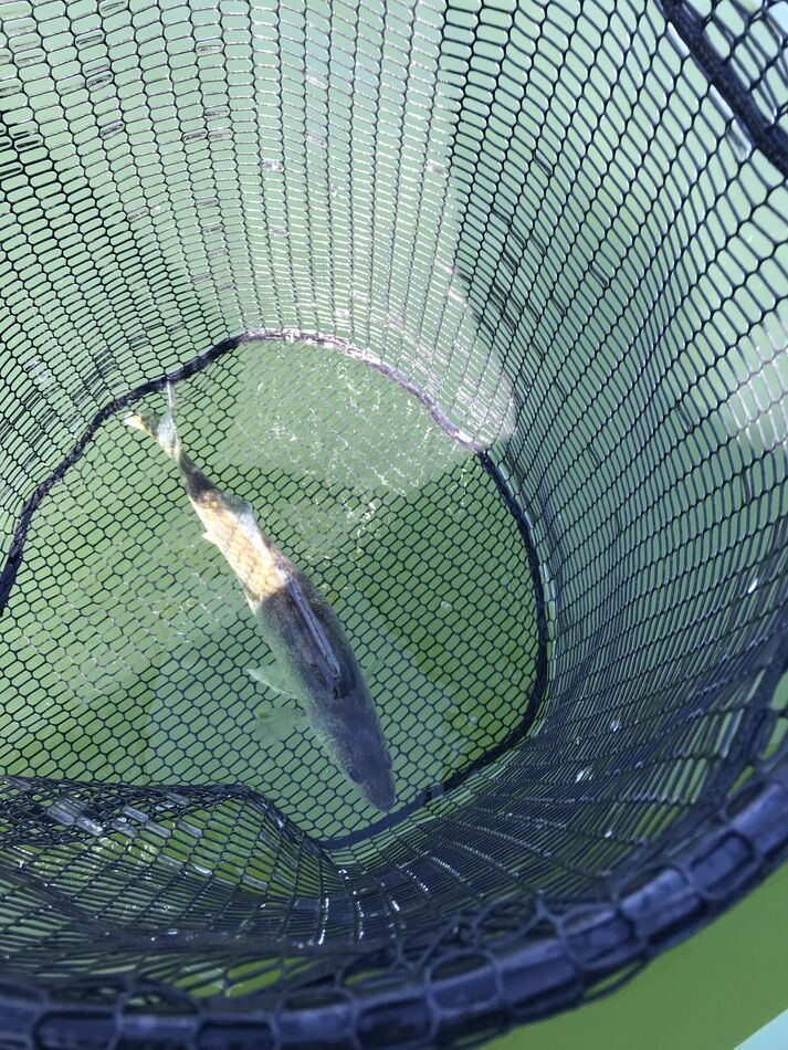 Not quite as big, bottom hoop in my net is about 1...